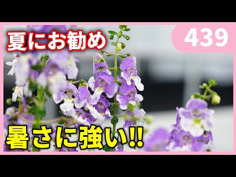 アンゲロニア、天使の顔 植物