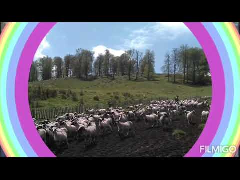 Stâna Gropu (Jiana - Ștefan Săvoiu)