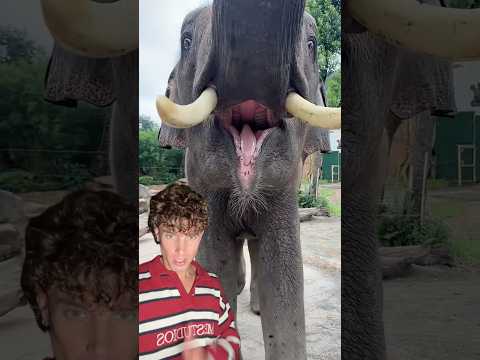 Son demasiado inteligentes los elefantes