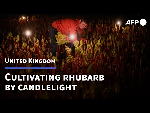 The Rhubarb renaissance: one family farm cultivates its crop by candlelight | AFP