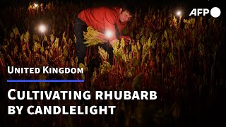 The Rhubarb renaissance: one family farm cultivates its crop by candlelight | AFP