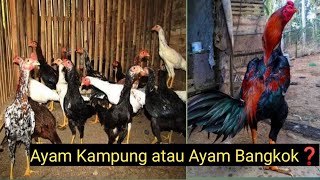 Download lagu Mana Lebih Bagus Ayam Kampung atau Ayam Bangkok❓ mp3