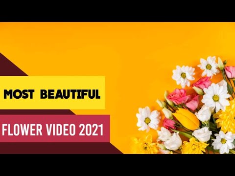 Amazing Flower in World | Beautiful NATURE Flower Video (2021)| IK Shimul