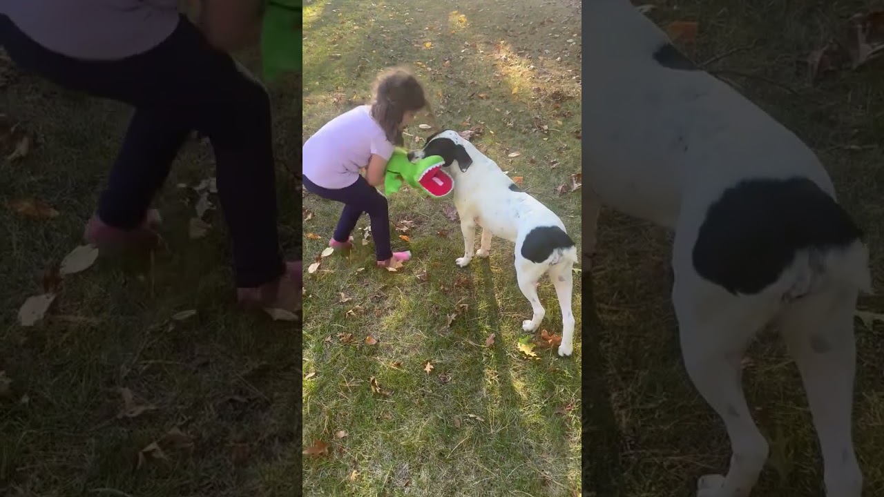 Enlarge Lucy Lulu - Local Lady, a Adoptable mixed breed in Andover, MA video 6/6