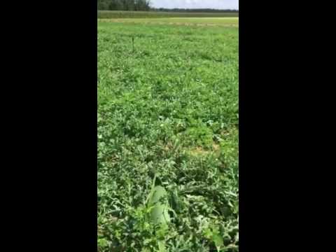 Checking Bradford Watermelons for Ripeness