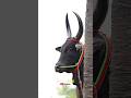 Veerappan Mass Pose Kangayam Black Bull Tending Pose Shortsvideo Jallikattu