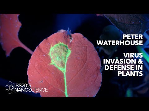Virus Invasion & Defence in Plants — Peter Waterhouse, ISS2013