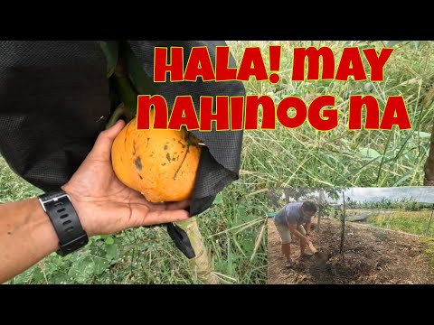 Ikutan natin mga papaya | Inayos ko ang paligid ng langka, mabagal ang progress 