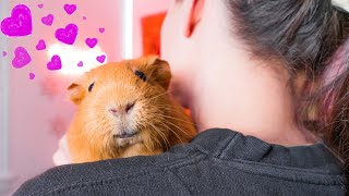 💜 Signs Your Guinea Pig Loves You 💜