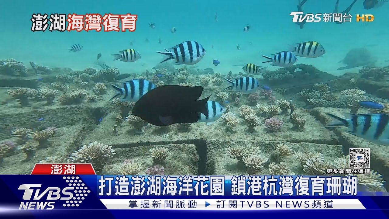 陸上植樹+海底種珊瑚　澎湖杭灣打造「魚附林」