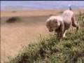 Cheetah Separated From Mother BBC Wildlife