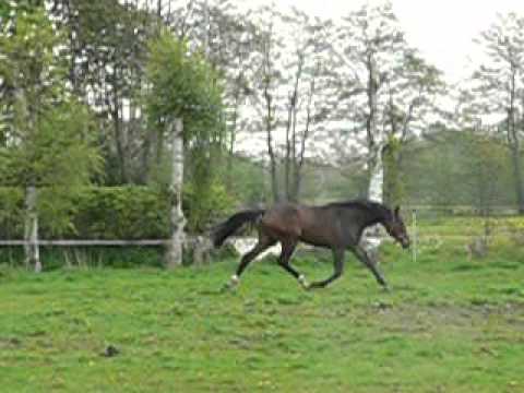 "Queen of Pop" 2jährige Stute von Quality/Claudio's Son/Accord II