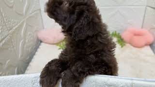 トイプードルの動画01