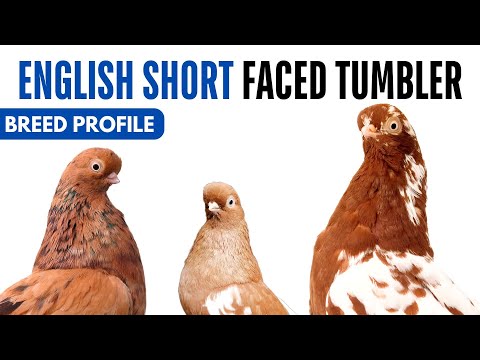 Short-faced Tumbler show