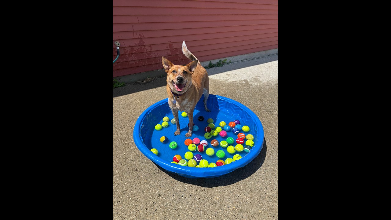 Lokie--In Foster, a Adoptable Cattle Dog in Fargo, ND video 6/6