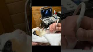 Clips that I found randomly on Instagram | Pregnant Guineapig doing ultrasound check🤰🐣