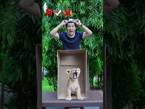 Coba Tebak Hewannya #alethaabew