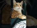 Ginger The Senior Cat Relax In Human Arms Shorts