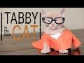 Orange is the New Black (Cute Kitten Parody) - YouTube