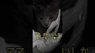緊急で動画回してます！🙀 #可愛い猫 #short