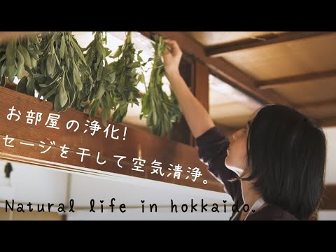 園芸 メドウセージ、コモンセージ