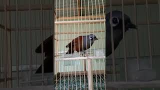 Download lagu poksay mantel gacor mp3 Download lagu poksay mantel gacor mp3