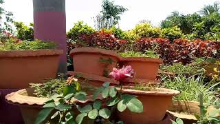 preview picture of video 'Beautiful Flowers|Hotel Brahmani|Jajpur'