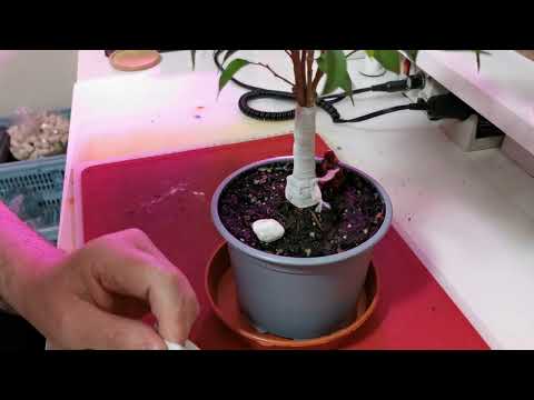 07 - Fusing Merging Clump Style Ficus Benjamina Bonsai With Elastic (Dec 2022)