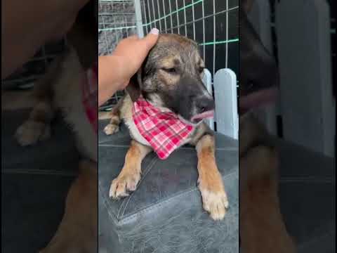 Bessi - unser Glückskleeblatt