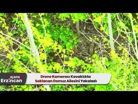 Drone Kamerası Kavaklıkta Saklanan Domuz Ailesini Yakaladı