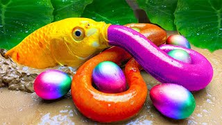 Top 3 Funny Video | Rainbow Carp❤️Colorful surprise eggs, lobster, snake, cichlid, betta fish