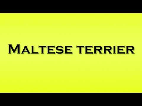 Pronunciation of Maltese Terrier