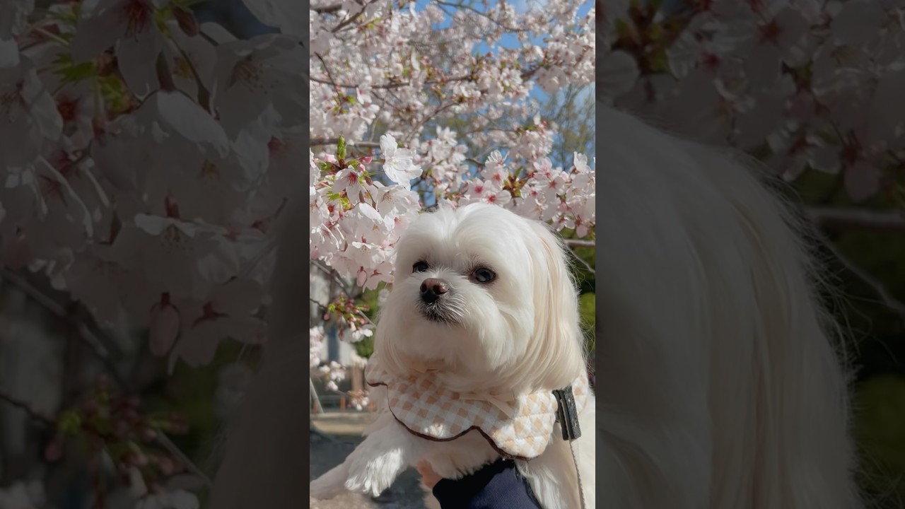 春の犬（chill）