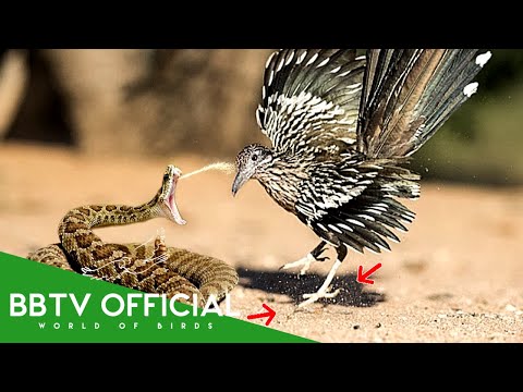 THE ROADRUNNER BIRD: Nature’s Most Powerful Hunter Hunts the Rattlesnake | Animal Documentary