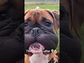 Boxer ambushed by a hive of wasp🐝🐕 #animals #dogs #funny #shorts #boxerdog