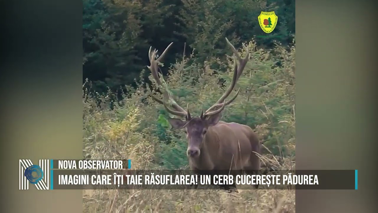 IMAGINI CARE ÎȚI TAIE RĂSUFLAREA! UN CERB CUCEREȘTE PĂDUREA