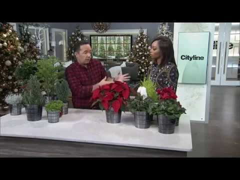 download lagu mp3 mp4 Decorating House Plants For Christmas, download lagu Decorating House Plants For Christmas gratis, unduh video klip Decorating House Plants For Christmas