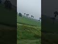 Train Journey Through Endless Green Fields Train Viralvideo Shorts Vlog Journey Trendingnow