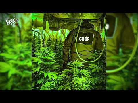 CBŚP TROPI I LIKWIDUJE NARKOBIZNES NA ŚLĄSKU! AKCJA W ZABRZU I CZĘSTOCHOWIE