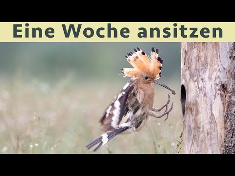 Vogelfotografie in Serbien 2023 | Eine Woche im Ansitz