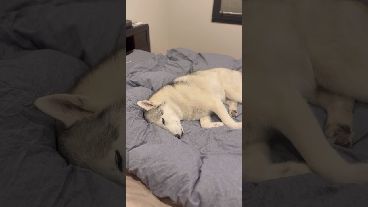 ベッドを占領して爆睡ボビさん #husky #siberianhusky #シベリアンハスキー #huskylife