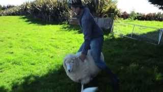 preview picture of video 'Rongo TV: LivingInPeace Project: Pet Sheep Rodeo'