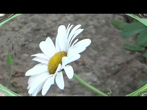 SING ME AN OLD FASHIONED SONG, NIAMH LYNN, 2nd version,new images, twofold