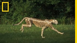 The Science of a Cheetah&#39;s Speed | National Geographic