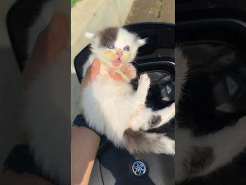 Rescue kitten with sakading kadinh padungding #catvideos #kitten #cat #kucing