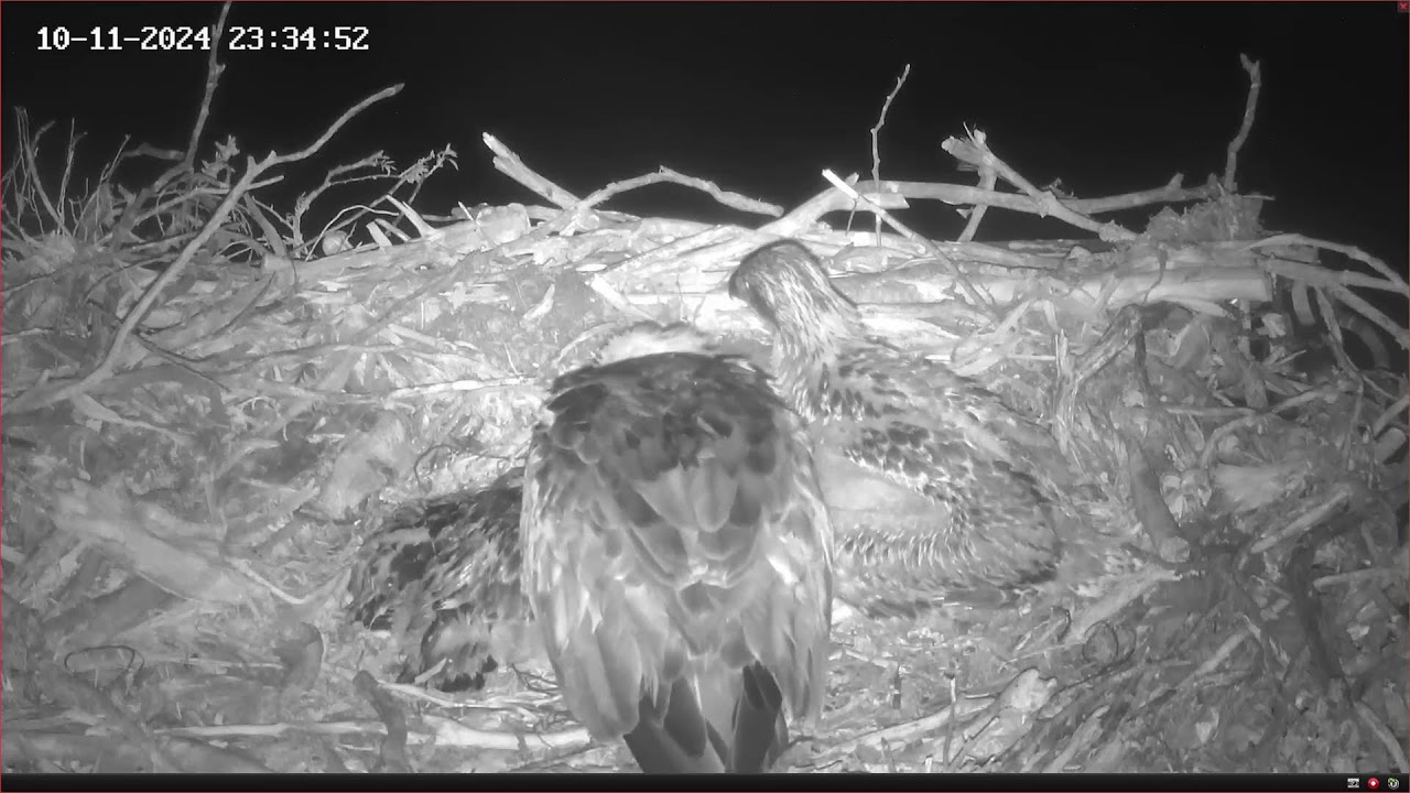 Port Lincoln Osprey Live Stream