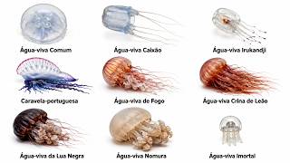 Todo Tipo de Águas-Vivas e Seu Perigo Explicados em 11 minutos