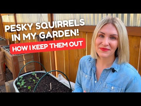 How I Keep Squirrels Out of My Vegetable Garden