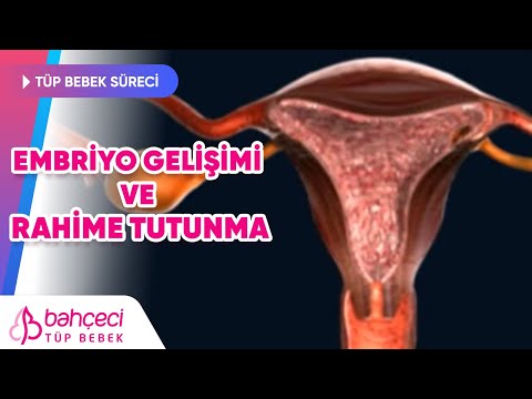 Embriyo Gelişimi ve Rahime Tutunma