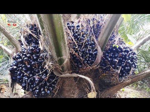 Palm oil seeds cutting process